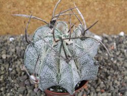 Astrophytum niveum, pot 6,5 cm - 12400897