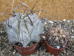 Astrophytum niveum, pot 6,5 cm - 12400899