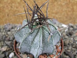 Astrophytum niveum, pot 6,5 cm - 12400900