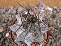 Astrophytum niveum, pot 6,5 cm - 12400901