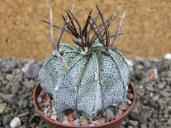 Astrophytum niveum, pot 6,5 cm - 12400903