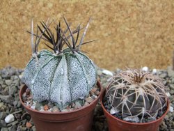 Astrophytum niveum, pot 6,5 cm - 12400904