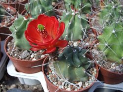 Echinocereus triglochidiatus HK 374 Rio Puerco, pot 6,5 cm