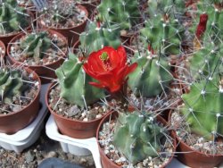 Echinocereus triglochidiatus HK 374 Rio Puerco, pot 6,5 cm - 12402144