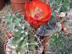 Echinocereus triglochidiatus HK 374 Rio Puerco, pot 6,5 cm - 12402145