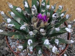 Ariocarpus agavoides pot 10 cm cites IA - 12400905