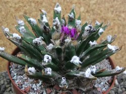 Ariocarpus agavoides pot 10 cm cites IA - 12400907