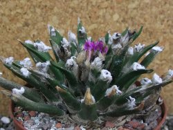 Ariocarpus agavoides pot 10 cm cites IA - 12400908