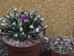 Ariocarpus agavoides pot 10 cm cites IA - 12400910