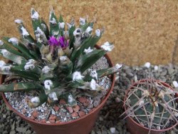 Ariocarpus agavoides pot 10 cm cites IA - 12400911