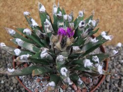 Ariocarpus agavoides pot 10 cm cites IA - 12400912