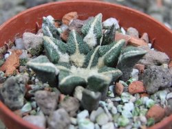 Ariocarpus kotschoubeyanus elephantidens Vista Hermosa pot 5,5 cm - 12400914