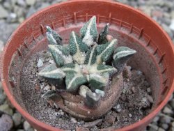 Ariocarpus kotschoubeyanus elephantidens Vista Hermosa pot 5,5 cm - 12400915