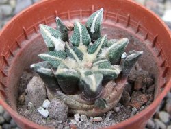 Ariocarpus kotschoubeyanus elephantidens Vista Hermosa pot 5,5 cm - 12400916