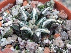 Ariocarpus kotschoubeyanus elephantidens Vista Hermosa pot 5,5 cm - 12400918