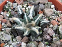 Ariocarpus kotschoubeyanus elephantidens Vista Hermosa pot 5,5 cm - 12400919