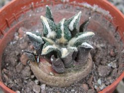 Ariocarpus kotschoubeyanus elephantidens Vista Hermosa pot 5,5 cm - 12400920