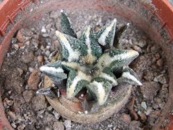 Ariocarpus kotschoubeyanus elephantidens Vista Hermosa pot 5,5 cm - 12400922