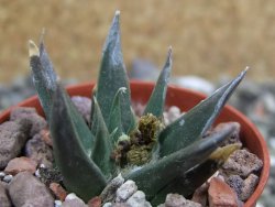 Ariocarpus trigonus horacekii Jaumave, Tam. pot 5,5 cm - 12400924