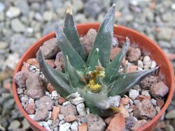 Ariocarpus trigonus horacekii Jaumave, Tam. pot 5,5 cm - 12400925