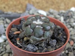 Cintia knizeii pot 5,5 cm - 12400930