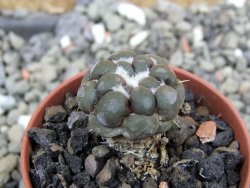 Cintia knizeii pot 5,5 cm - 12400931