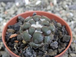 Cintia knizeii pot 5,5 cm - 12400932