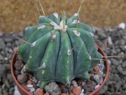 Ferocactus glaucescens inermis, pot 6,5 cm