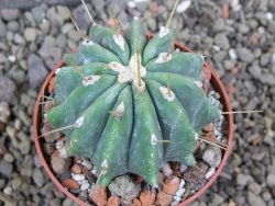 Ferocactus glaucescens inermis, pot 6,5 cm - 12400938