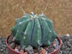 Ferocactus glaucescens inermis, pot 6,5 cm - 12400939