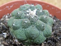 Copiapoa hypogea Lizard skin pot 8,5 cm - 12400941