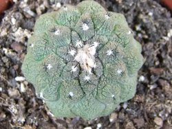 Copiapoa hypogea Lizard skin pot 8,5 cm - 12400942