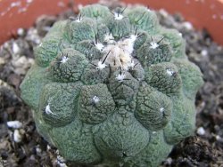 Copiapoa hypogea Lizard skin pot 8,5 cm - 12400943