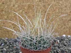 Echinofossulocactus erectocentrus SB 286 Dr. Arroyo pot 5,5 cm - 12400945