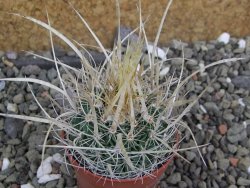 Echinofossulocactus erectocentrus SB 286 Dr. Arroyo pot 5,5 cm - 12400946