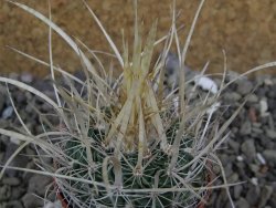 Echinofossulocactus erectocentrus SB 286 Dr. Arroyo pot 5,5 cm - 12400947