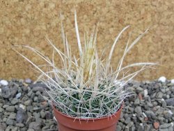 Echinofossulocactus erectocentrus SB 286 Dr. Arroyo pot 5,5 cm - 12400948