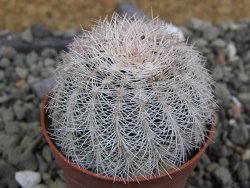 Echinocereus reichenbachii albispinus x bayleyi pot 5,5 cm