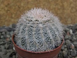 Echinocereus reichenbachii albispinus x bayleyi pot 5,5 cm - 12400953