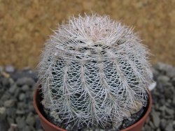 Echinocereus reichenbachii albispinus x bayleyi pot 5,5 cm - 12400954