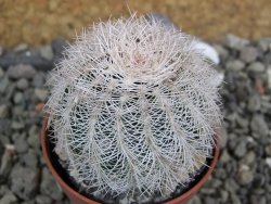 Echinocereus reichenbachii albispinus x bayleyi pot 5,5 cm - 12400955