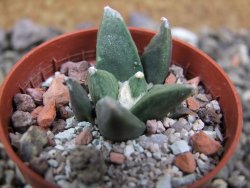 Ariocarpus retusus scapharostroides Villa Juarez pot 5,5 IA - 12400960