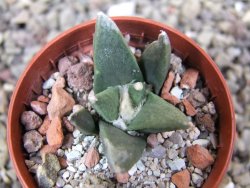 Ariocarpus retusus scapharostroides Villa Juarez pot 5,5 IA - 12400961