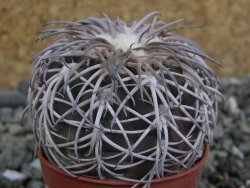 Gymnocalycium spegazzinii punillaense Tom 06-81/1 El Obelisco, pot 5,5 cm - 12400963