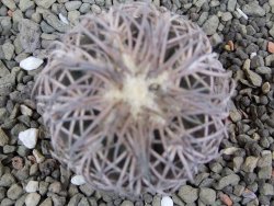 Gymnocalycium spegazzinii punillaense Tom 06-81/1 El Obelisco, pot 5,5 cm - 12400964