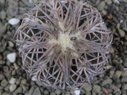 Gymnocalycium spegazzinii punillaense Tom 06-81/1 El Obelisco, pot 5,5 cm - 12400965