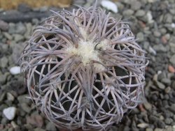 Gymnocalycium spegazzinii punillaense Tom 06-81/1 El Obelisco, pot 5,5 cm - 12400966