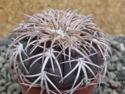 Gymnocalycium spegazzinii punillaense Tom 06-81/1 El Obelisco, pot 5,5 cm - 12400968