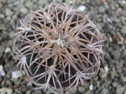 Gymnocalycium spegazzinii punillaense Tom 06-81/1 El Obelisco, pot 5,5 cm - 12400969