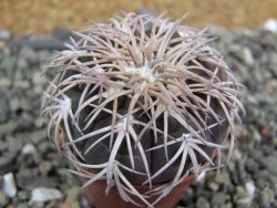 Gymnocalycium spegazzinii punillaense Tom 06-81/1 El Obelisco, pot 5,5 cm - 12400970